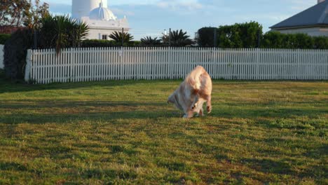 golden retriever busca palo en el parque al atardecer