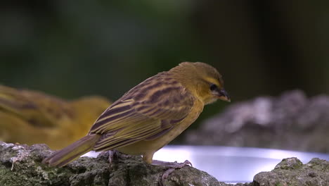pájaro tejedor juvenil pidiendo comida
