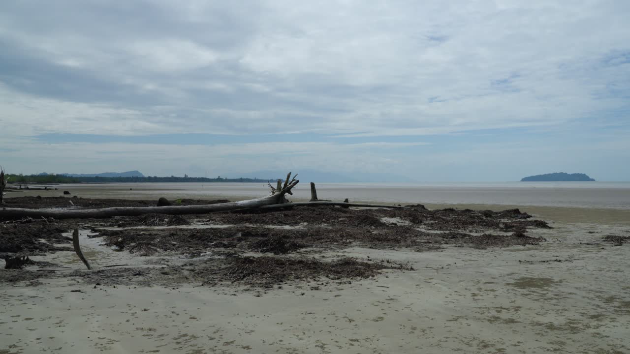 Serene Beach Landscape with Driftwood