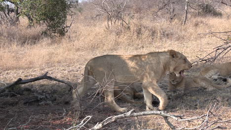 A-young-lion-stands-up-and-walks-by-the-rest-of-the-lion-cubs-as-they-lay-in-the-grass