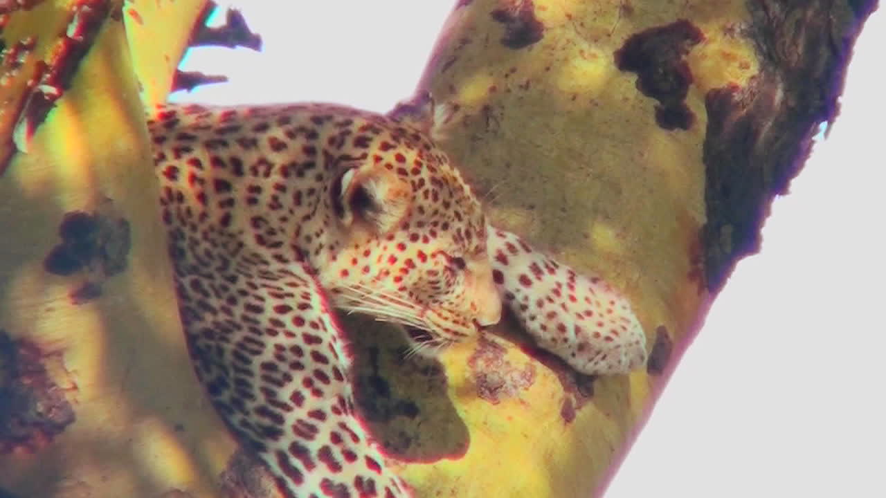 un leopardo descansa en un árbol