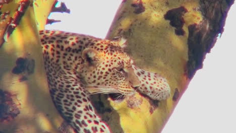 a leopard lounges in a tree