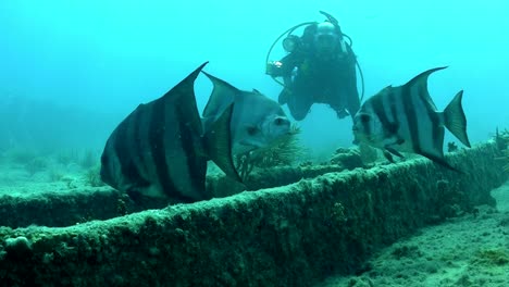 fish and divers swim around a shipwreck