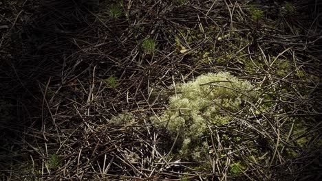 4K-moss-in-the-middle-of-pine-needles-surrounded-by-a-few-baby-pine-trees