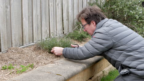 man snipping thyme plant with scissors in home herb garden