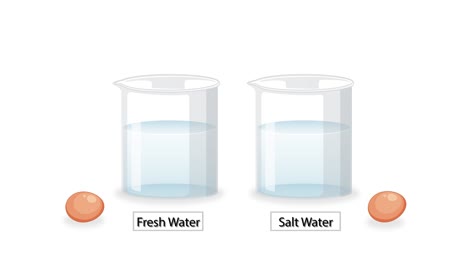 demonstrating egg buoyancy in fresh and salt water.