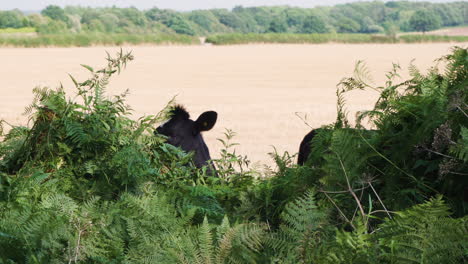 A-lone-black-and-white-cow-eats-plants-in-a-farmers-field-on-a-sunny-day-in-the-countryside