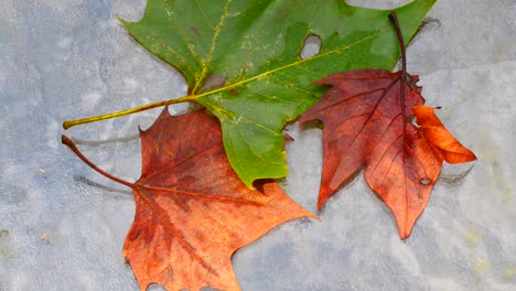 Beautiful-fall-maple-leaves-laying-on-a-glass-table,-orange-and-green-showing-autumn-is-close