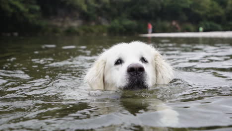 white retriever swimming effortlessly at asturias spain