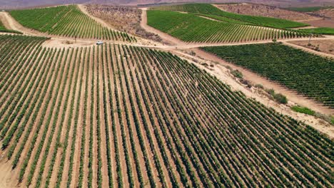 Panorama-Luftaufnahme-Von-Weinbergen-In-Der-Nähe-Des-Fray-Jorge-Nationalparks-In-Der-Provinz-Limarí,-Region-Coquimbo-In-Chile