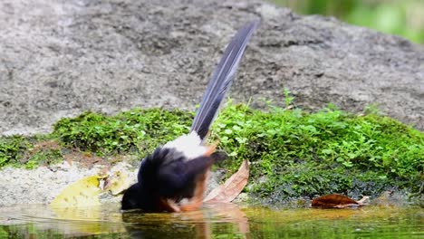 White-rumped-Shama-bathing-in-the-forest-during-a-hot-day,-Copsychus-malabaricus,-in-Slow-Motion