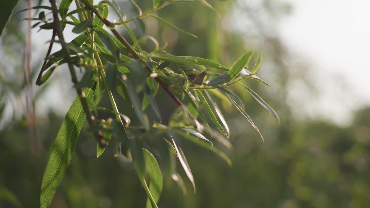 golden glow on swaying leaves in gentle wind with sunlight filtering through soft focus background creating warm calm mood of natural movement