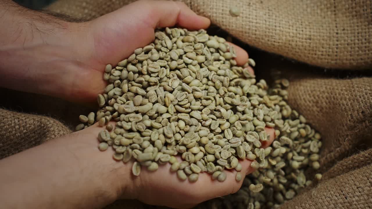 Hands holding green coffee beans