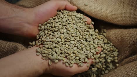 hands holding green coffee beans