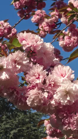central park adorned with the delicate elegance of sakura blossoms in spring