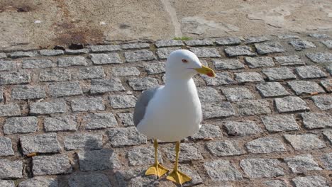 Gelbbeinige-Möwe,-Die-Sich-Umschaut-Und-Im-Hafen-Auf-Das-Wasser-Zugeht