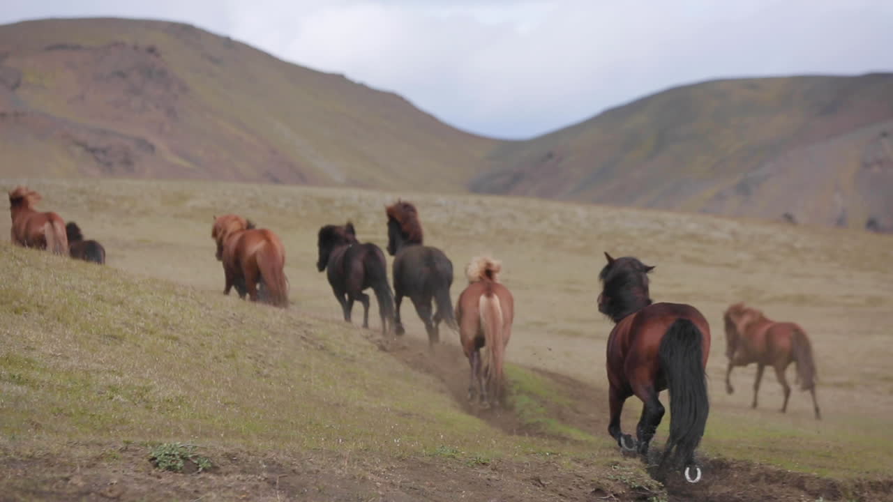 Icelandic Horses Running in the Mountains