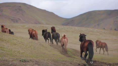 icelandic horses running in the mountains