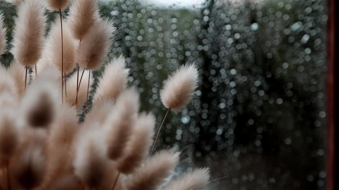 arrangement of dried bunny tail grass on a window sill with rain drops on the glass behind it (разрешение высушенной травы на подоконнике с каплями дождя на стекле за ним)