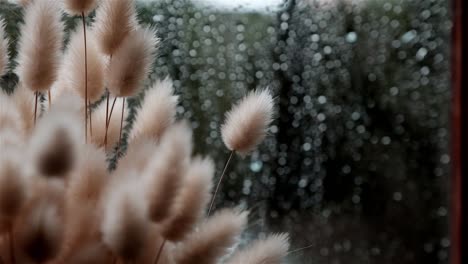 an arrangement of dried bunny tail grass on a window sill with rain drops on the glass behind it