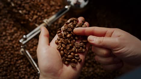 inspecting coffee beans