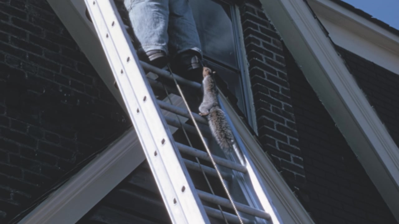 Østlig gråekorn (Sciurus carolinensis) klatrer opp en aluminiumsstige på en murbygning i New York på 1960-tallet. Det nysgjerrige dyret når en manns støvler før det raskt trekker seg tilbake ned trinnene