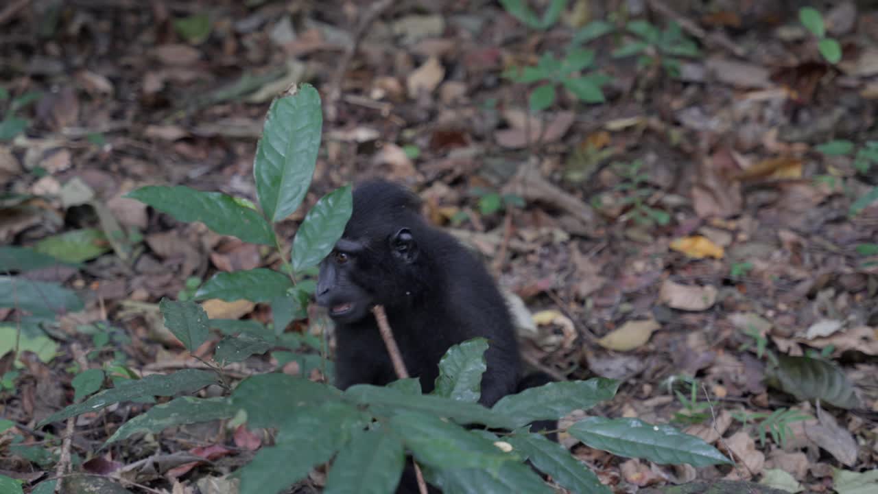 un mono libre y salvaje sentado en el suelo de la jungla, comiendo algo
