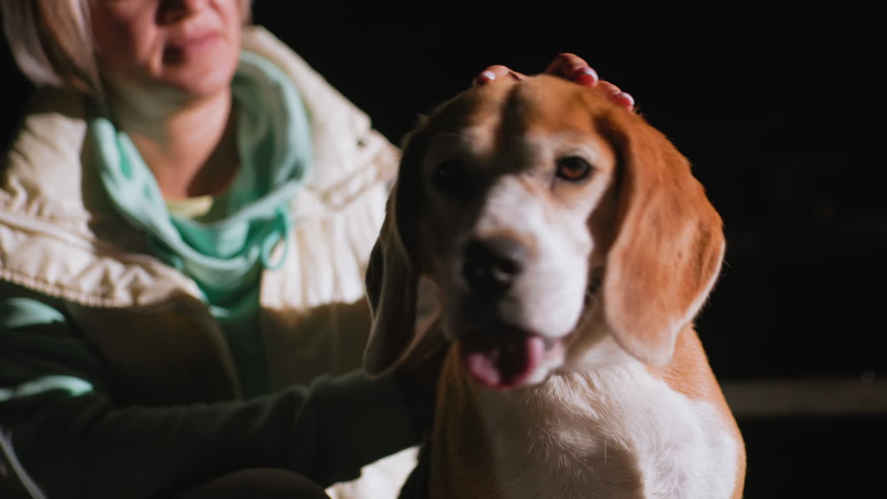 Beagle dog seated panting happily while being petted lovingly by owner under soft lighting capturing peaceful emotional moment showing bond between human and pet during calm evening setting