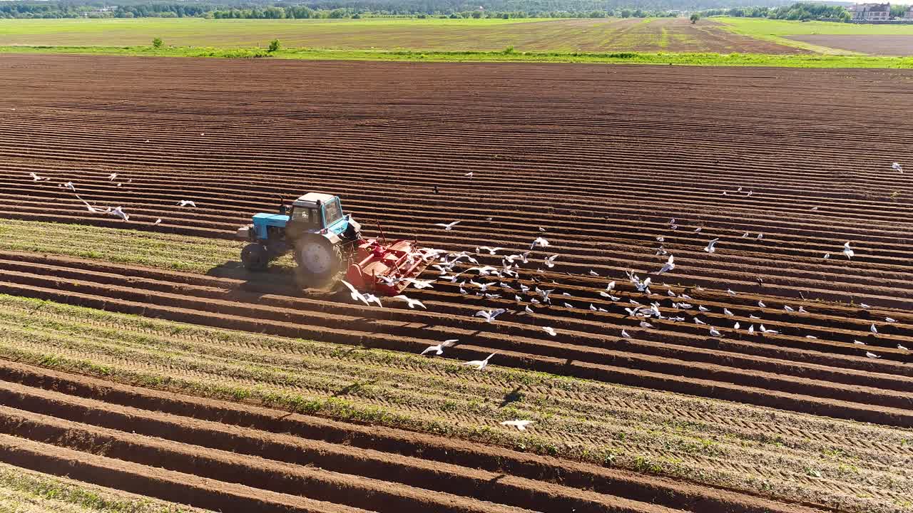 los pájaros hambrientos están volando detrás del tractor, y comen grano de la tierra cultivable.