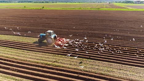 agricultural work on a tractor farmer sows grain. hungry birds are flying behind the tractor, and eat grain from the arable land.