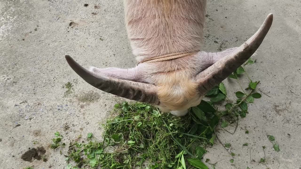 풀을 먹는 염소