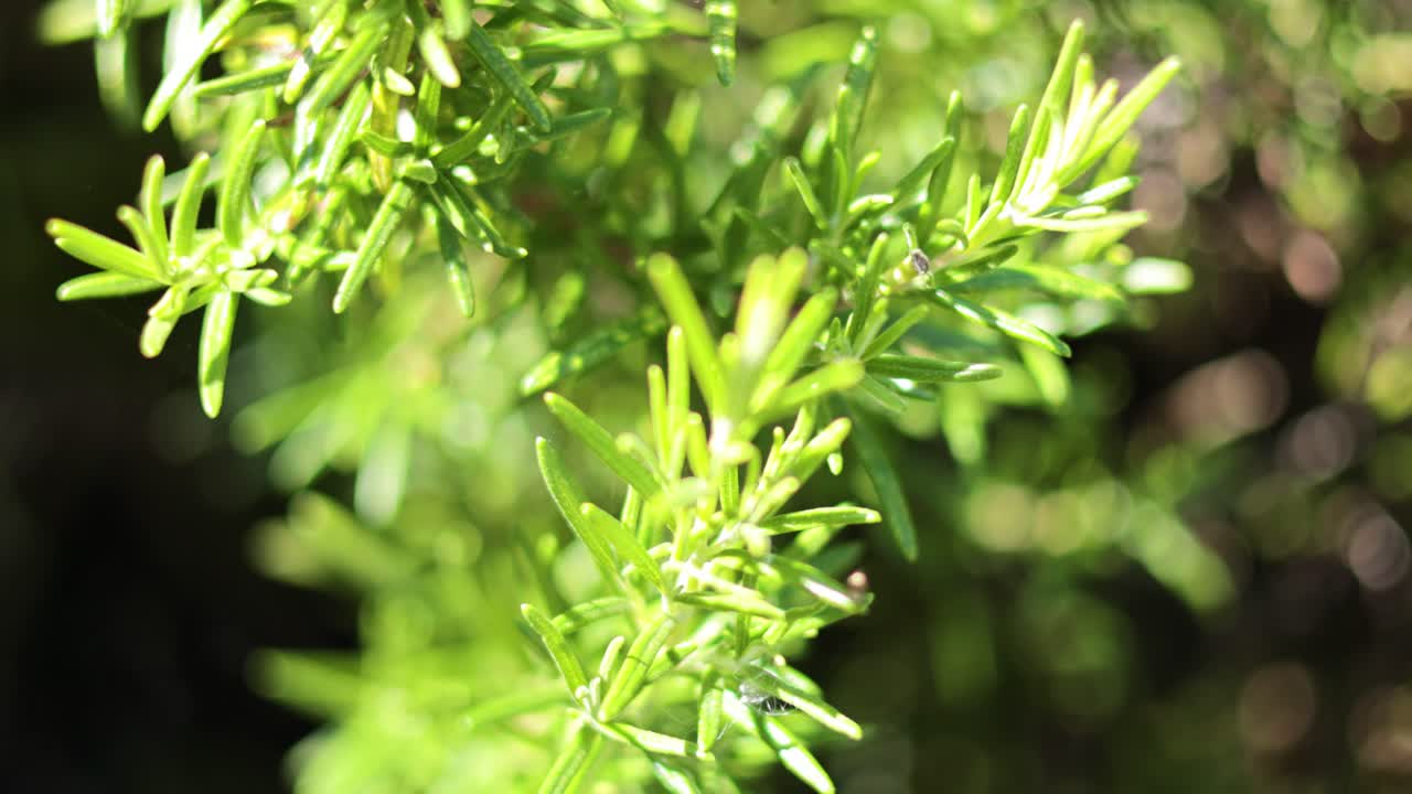 Detailed view of green plant leaves