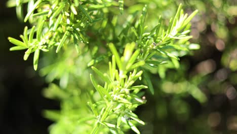 detailed view of green plant leaves