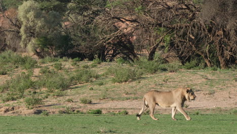 León-Hembra-Solitaria-Caminando-Por-Pastizales-En-El-Sur-De-África