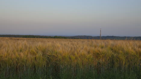 static-shot-of-a-wheat-field-during-sunset-with-a-radio-antenna-visible-in-the-distance