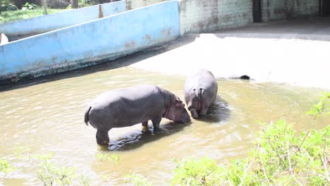 a pair of hippos inside a zoological park