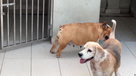 doggy lifestyle shot of an english bulldog stretching at the back with old beagle wondering around at their compound during daytime