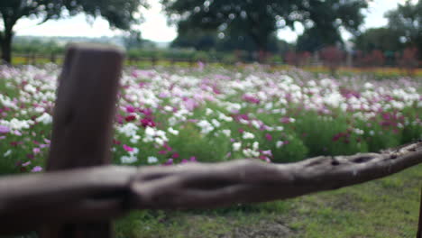 Field-of-purple-and-white-flowers-with-brown-wooden-fence-in-the-foreground