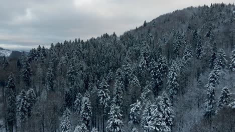 Aerial-Drone-View-of-Ukraine's-Snowy-Forests-in-the-Crimean-Mountains