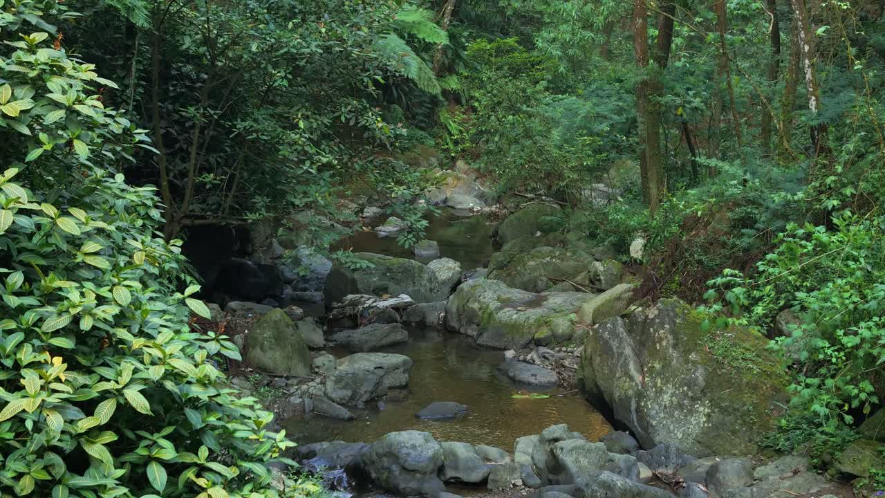 Nature landscape video of a tropical forest creek with lush greenery