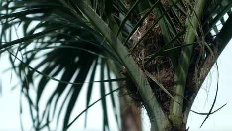 Sparrow-birds-with-baby-sparrow-nest-in-the-palm-tree