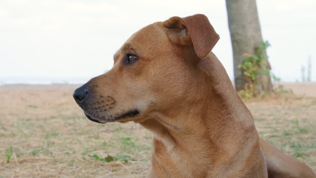 perro marrón claro doméstico mira curiosamente al aire libre en un día soleado