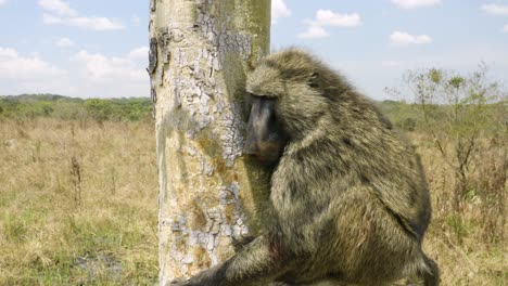 babuino somnoliento después de ser liberado, colgando de un árbol después del rescate