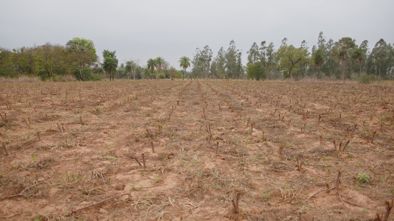 una plantación de yuca recién cortada para la propagación, un gran campo abierto con árboles en el fondo y una cosecha fértil de yuca