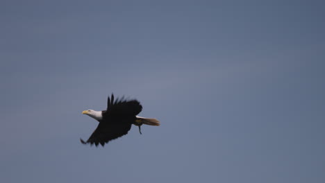 An-Eagle-flying-in-British-Columbia-Canada-over-the-ocean-looking-for-fish