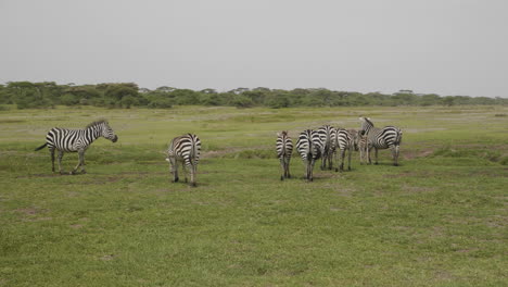 Herd-of-zebras-with-calfs-grazing,-eating-grass,-Serengeti-National-Park,-Tanzania