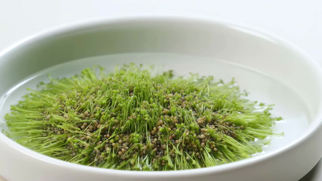 Time-lapse view shows tiny seeds swelling, sprouting, and extending bright green shoots outward and upward across a white dish, with soft lighting emphasizing rapid plant growth.
