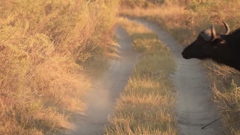 Herd-of-wild-buffaloes-crossing-the-dirt-road-running-on-savannah