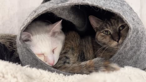 a pair of rescue cats sleeping together in one bed