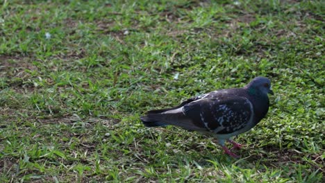 Colored-pigeon-perched-on-green-grass-looking-for-food